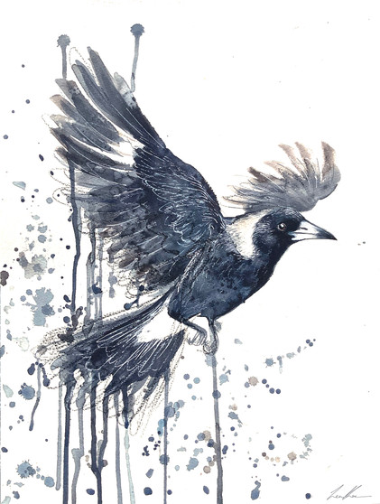 Watercolour painting of a Magpie in flight, magpie flying by Sydney bird artist Leni Kae.