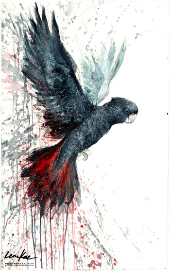 Original Red-tailed Black Cockatoo painting titled Rising Spirit by Australian artist Leni Kae, depicting a black cockatoo in flight with wings raised upwards.