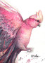 Closeup of watercolour painting of an Australian pink galah by Sydney artist Leni Kae.