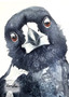 Magpie Awareness (31 x 41cm)