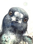 Magpie Recognition (31 x 41cm)