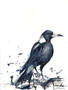 Magpie Arrival (31 x 41cm)