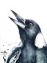 The Magpie’s Call (31 x 41cm)