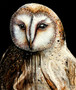 Athena’s Owl (116 × 90 cm and 12 × 90 cm)
