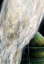 The Awakening: White Peacock on Censer (96cm x 132cm)