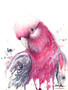 Galah Soft Presence (31 x 41cm)