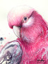 Galah Soft Presence (31 x 41cm)