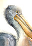 Pelican Still Waters (42 x 59.4cm)