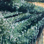 Vineyard Path Aligned (60 x 60cm on canvas)