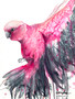 Original watercolour and mixed media painting of a pink and grey Australian Galah arriving with wings outstretched, by Sydney-based Australian artist Leni Kae.