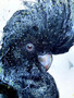 Black Cockatoo Watchful Spirit – original watercolour and mixed media portrait of an Australian Black Cockatoo with a raised crest, watchful gaze and expressive paint splashes by Leni Kae.