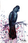 Black Cockatoo Stillness Within (35 x 55.5 cm)