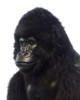 Gorilla, Life Sz Ml Slvbk67''
