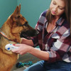 Pet Flea Killing Comb