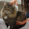 Pet Flea Killing Comb
