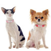 Shinning Stars Custom Leather Collar