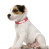 Shinning Stars Custom Leather Collar