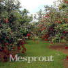 5pcs Rambutan Seed Red Fruits Malaysia Miracle Fruit Seeds Plant Giant Plant Tree New Outdoor Vegetable Fruit Jardin Pots