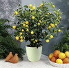 35 Seeds Dwarf Meyer Lemon Tree indoor/outdoor
