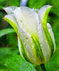 100PCS Tulip seeds,Tulip agesneriana,aromatic Flower seeds potted plants Most Beautiful Colorful Tulip Plants Perennial Garden