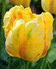 100PCS Tulip seeds,Tulip agesneriana,aromatic Flower seeds potted plants Most Beautiful Colorful Tulip Plants Perennial Garden