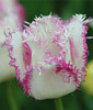 100PCS Tulip seeds,Tulip agesneriana,aromatic Flower seeds potted plants Most Beautiful Colorful Tulip Plants Perennial Garden