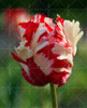 100PCS Tulip seeds,Tulip agesneriana,aromatic Flower seeds potted plants Most Beautiful Colorful Tulip Plants Perennial Garden