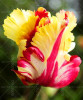 100PCS Tulip seeds,Tulip agesneriana,aromatic Flower seeds potted plants Most Beautiful Colorful Tulip Plants Perennial Garden
