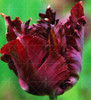 100PCS Tulip seeds,Tulip agesneriana,aromatic Flower seeds potted plants Most Beautiful Colorful Tulip Plants Perennial Garden