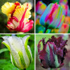 100PCS Tulip seeds,Tulip agesneriana,aromatic Flower seeds potted plants Most Beautiful Colorful Tulip Plants Perennial Garden