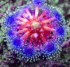 100PCS Sundew Seeds Carnivorous Plants Potted Plant Seeds Flytrap Seeds Radiation Protection Plant For Home Garden Free Shipping