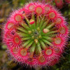100PCS Sundew Seeds Carnivorous Plants Potted Plant Seeds Flytrap Seeds Radiation Protection Plant For Home Garden Free Shipping