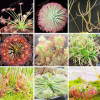 100PCS Sundew Seeds Carnivorous Plants Potted Plant Seeds Flytrap Seeds Radiation Protection Plant For Home Garden Free Shipping