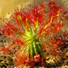 100PCS Sundew Seeds Carnivorous Plants Potted Plant Seeds Flytrap Seeds Radiation Protection Plant For Home Garden Free Shipping