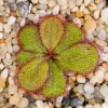 100PCS Sundew Seeds Carnivorous Plants Potted Plant Seeds Flytrap Seeds Radiation Protection Plant For Home Garden Free Shipping