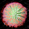 100PCS Sundew Seeds Carnivorous Plants Potted Plant Seeds Flytrap Seeds Radiation Protection Plant For Home Garden Free Shipping