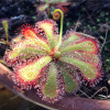 100PCS Sundew Seeds Carnivorous Plants Potted Plant Seeds Flytrap Seeds Radiation Protection Plant For Home Garden Free Shipping