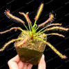 100PCS Sundew Seeds Carnivorous Plants Potted Plant Seeds Flytrap Seeds Radiation Protection Plant For Home Garden Free Shipping
