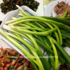 100pcs spring onion seeds,Giant Chinese Green Onion Seeds,Chinese Vegetable Seeds,Home Garden Bonsai Plant 100pcs spring onion seeds,Giant Chinese Green Onion Seeds,Chinese Vegetable Seeds,Home Garden Bonsai Plant