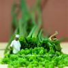 100pcs spring onion seeds,Giant Chinese Green Onion Seeds,Chinese Vegetable Seeds,Home Garden Bonsai Plant 100pcs spring onion seeds,Giant Chinese Green Onion Seeds,Chinese Vegetable Seeds,Home Garden Bonsai Plant