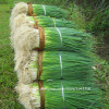 100pcs spring onion seeds,Giant Chinese Green Onion Seeds,Chinese Vegetable Seeds,Home Garden Bonsai Plant 100pcs spring onion seeds,Giant Chinese Green Onion Seeds,Chinese Vegetable Seeds,Home Garden Bonsai Plant