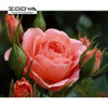 NEW 3D Diamond Painting Cross Stitch Orange Rose Rhinestone Crystal Needlework Diamond Embroidery Full Diamond Decorative BJ515