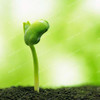 Cucumber Seeds100PCS Japanese Long Blue Cucumber Seeds Vegetable Seeds For Home NO-GMO Seeds Vegetables For Home Garden Planting