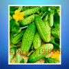 cucumber seeds 100 mini japan cucumber professional makeup Seeds VEGETABLE for home garden planting