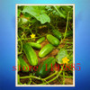 cucumber seeds 100 mini japan cucumber professional makeup Seeds VEGETABLE for home garden planting