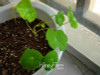 Lowest Price!TRUE Genuine!!! 100pcs/Pack Fresh Tropaeolum majus Nasturtium Seeds Easy Planting flower semillas,#AMX1RG