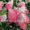 Beautiful Flower Seeds 100 Particles Vanilla Strawberry hydrangea Seeds planting in pot or ground flower seeds as bonsai or tree