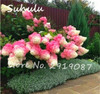 Beautiful Flower Seeds 100 Particles Vanilla Strawberry hydrangea Seeds planting in pot or ground flower seeds as bonsai or tree