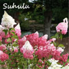 Beautiful Flower Seeds 100 Particles Vanilla Strawberry hydrangea Seeds planting in pot or ground flower seeds as bonsai or tree