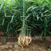 New 100 Pcs Ginger Seeds Vegetable seeds Balcony Vegetables Potted Bonsai Plant Seeds Four Seasons Zingiber Seeds Plants